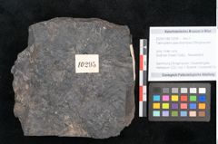 Foto (Objekt + Etikett) von Taeniopteris pseudosimplex Ettingshausen (NHMW-GEO-2024-0188-10295)